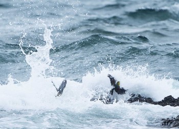 アオバト 大磯照ヶ崎海岸 2020年6月11日(木)