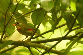 Red-billed Leiothrix 丹沢の山 Sat, 6/6/2020