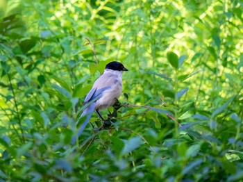 Azure-winged Magpie 藤が丘公園 Wed, 6/10/2020