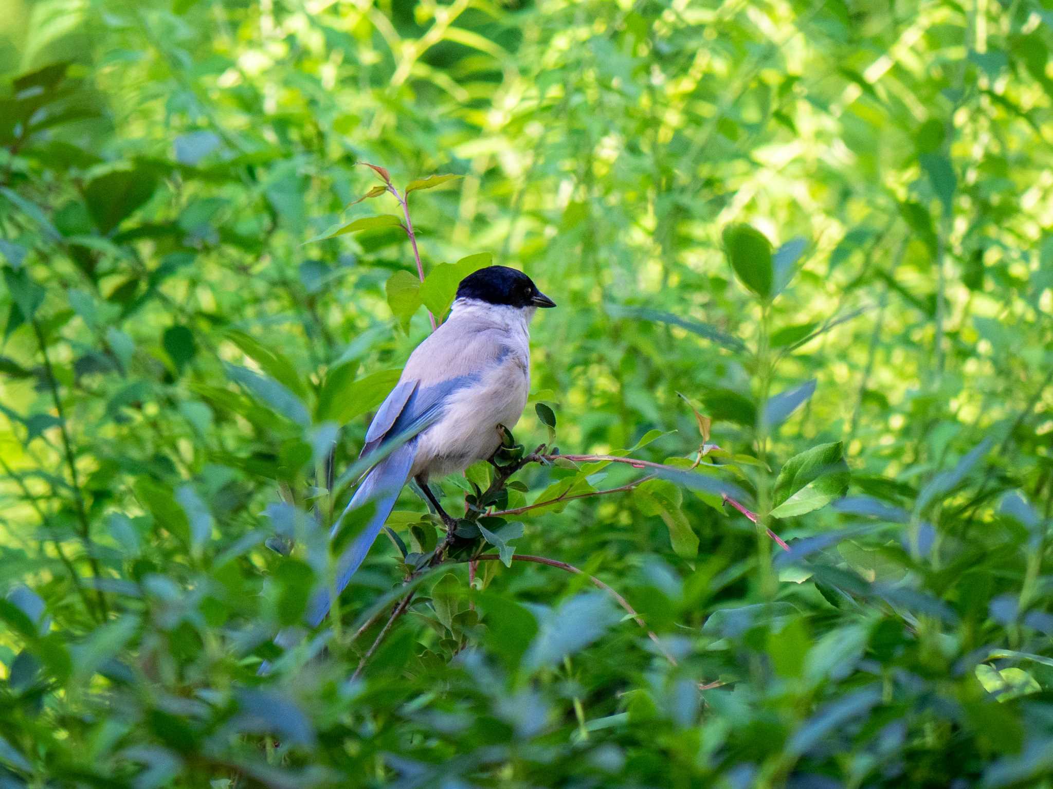 藤が丘公園 オナガの写真 by Tosh@Bird