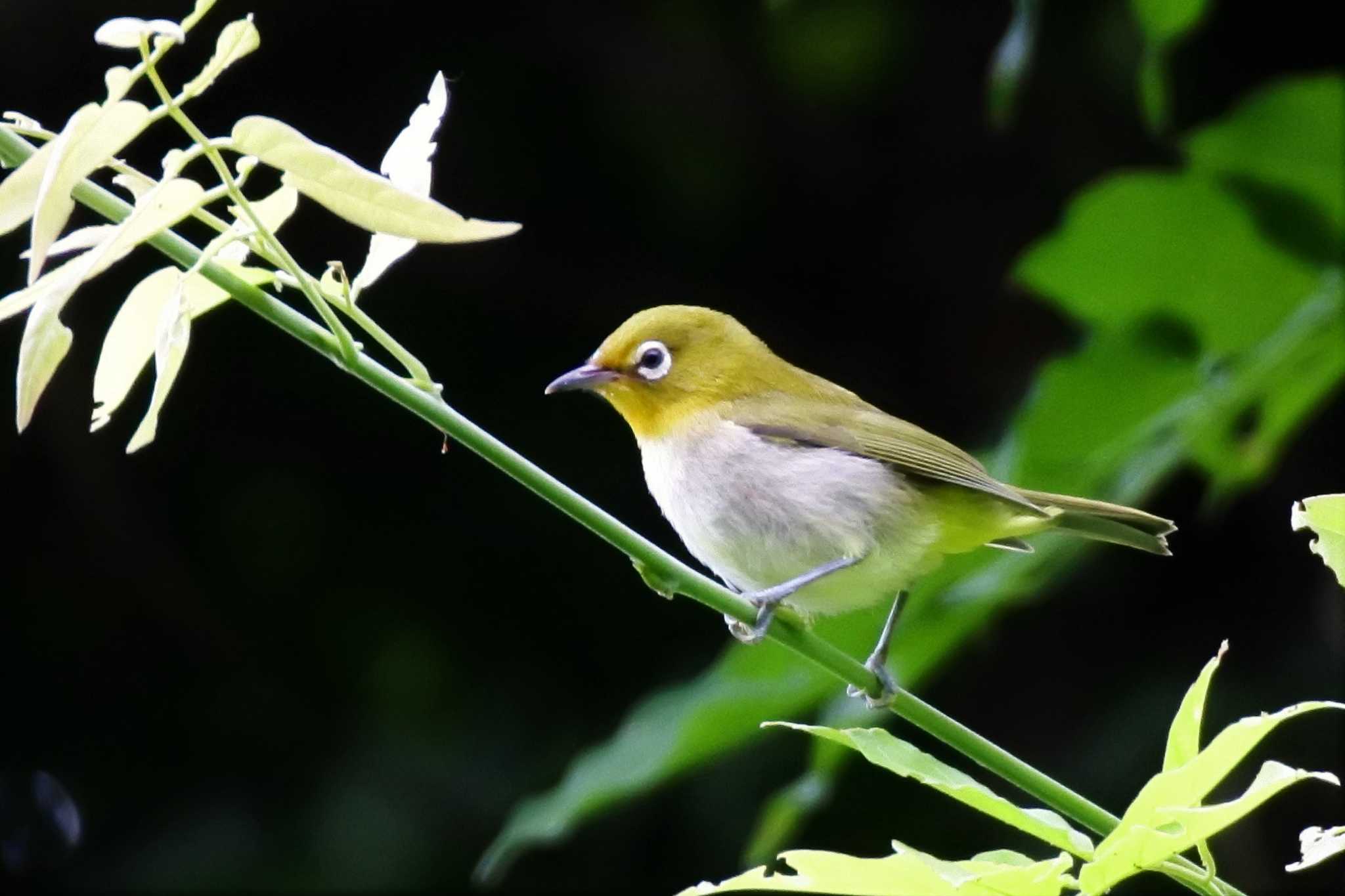 Photo of Warbling White-eye at 新潟市 by ひたきや