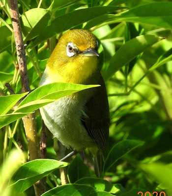 2020年6月14日(日) 恩納村の野鳥観察記録