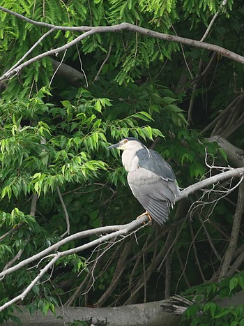 Black-crowned Night Heron 千葉県柏市 Fri, 6/12/2020