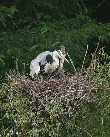 Grey Heron 千葉県柏市 Fri, 6/12/2020