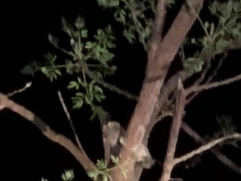 Ryukyu Scops Owl Unknown Spots Unknown Date