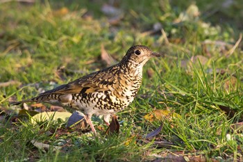 White's Thrush 兵庫県 Fri, 3/4/2016