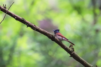 サンコウチョウ 東京都 2020年6月8日(月)