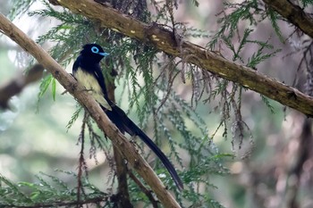 サンコウチョウ 東京都 2020年6月5日(金)