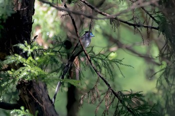 サンコウチョウ 東京都 2020年6月12日(金)