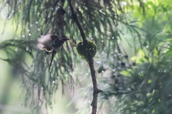 サンコウチョウ 東京都 2020年6月12日(金)