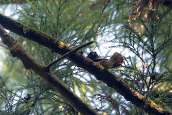 サンコウチョウ 東京都 2020年6月12日(金)