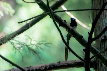 サンコウチョウ 東京都 2020年6月12日(金)