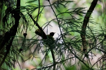 サンコウチョウ 東京都 2020年6月12日(金)