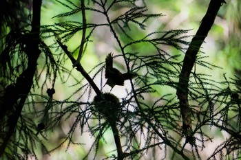 サンコウチョウ 東京都 2020年6月12日(金)