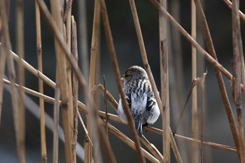 Arctic Redpoll