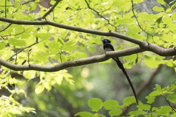 サンコウチョウ 東京都 2020年6月8日(月)