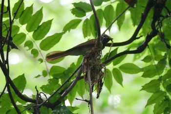 Black Paradise Flycatcher 八王子城址公園 Sun, 6/14/2020