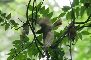 Black Paradise Flycatcher 八王子城址公園 Sun, 6/14/2020