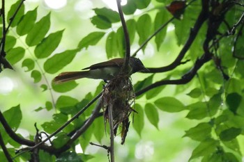 Black Paradise Flycatcher 八王子城址公園 Sun, 6/14/2020