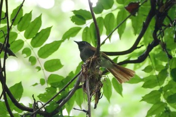 Black Paradise Flycatcher 八王子城址公園 Sun, 6/14/2020