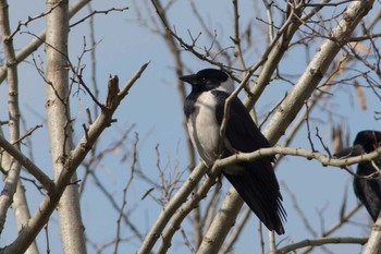 Daurian Jackdaw 石川県 Mon, 11/16/2015