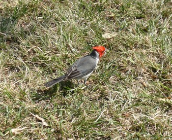 Red-crested Cardinal