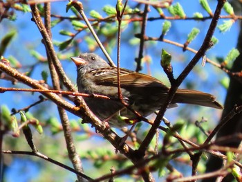 Grey Bunting 北海道　空知 Tue, 5/26/2020