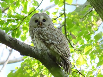 Ural Owl(japonica) 野幌森林公園 Tue, 5/26/2020