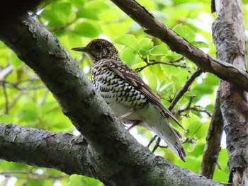 White's Thrush 野幌森林公園 Tue, 5/26/2020