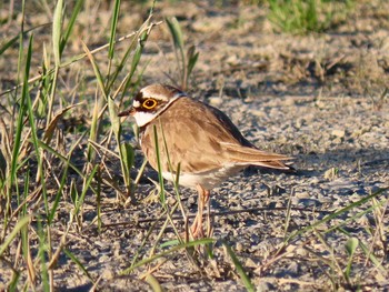 Little Ringed Plover 北海道　空知 Sun, 5/31/2020