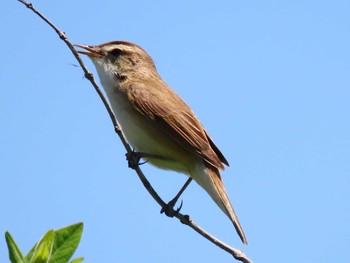 Black-browed Reed Warbler 石狩川河口 Sun, 5/31/2020