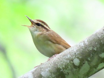 Asian Stubtail 野幌森林公園 Wed, 6/3/2020