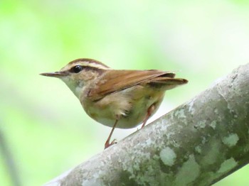 Asian Stubtail 野幌森林公園 Wed, 6/3/2020