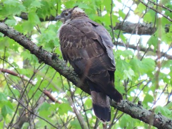 Crested Honey Buzzard 北海道　空知 Wed, 6/3/2020