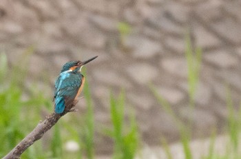 カワセミ 場所が不明 2016年4月27日(水)