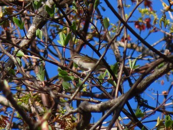 Sakhalin Leaf Warbler 北海道　空知 Fri, 5/15/2020