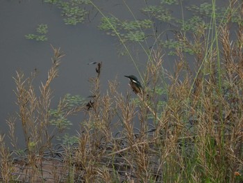 カワセミ 境川遊水地公園 2020年6月6日(土)