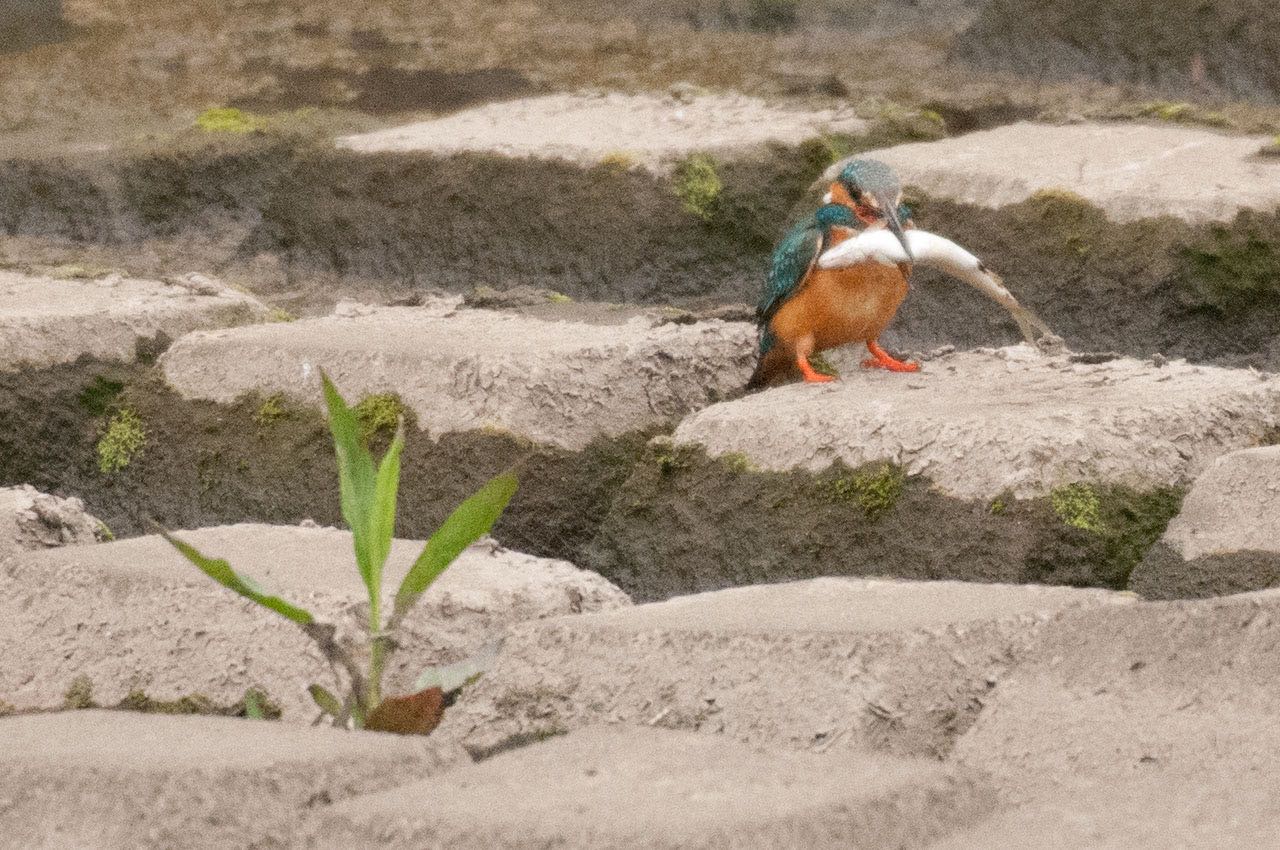 Photo of Common Kingfisher at 神奈川県 綾瀬市 by komezou