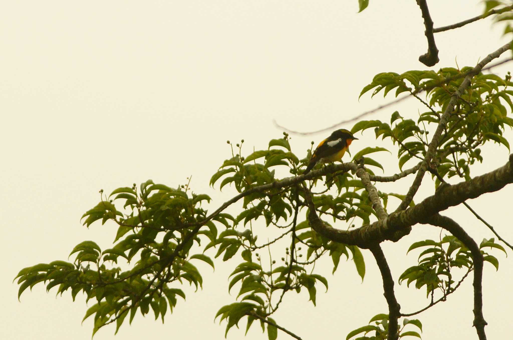 Photo of Narcissus Flycatcher at 丹沢の山 by bea