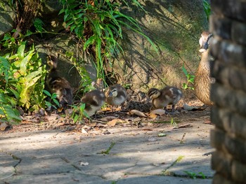 カルガモ 藤が丘公園 2020年6月10日(水)