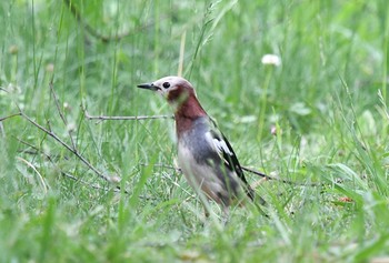 Chestnut-cheeked Starling 豊平公園(札幌市) Thu, 6/11/2020