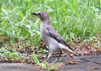 Chestnut-cheeked Starling 豊平公園(札幌市) Thu, 6/11/2020