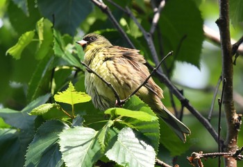 Masked Bunting 豊平公園(札幌市) Thu, 6/11/2020