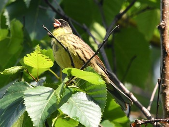 Masked Bunting 豊平公園(札幌市) Thu, 6/11/2020