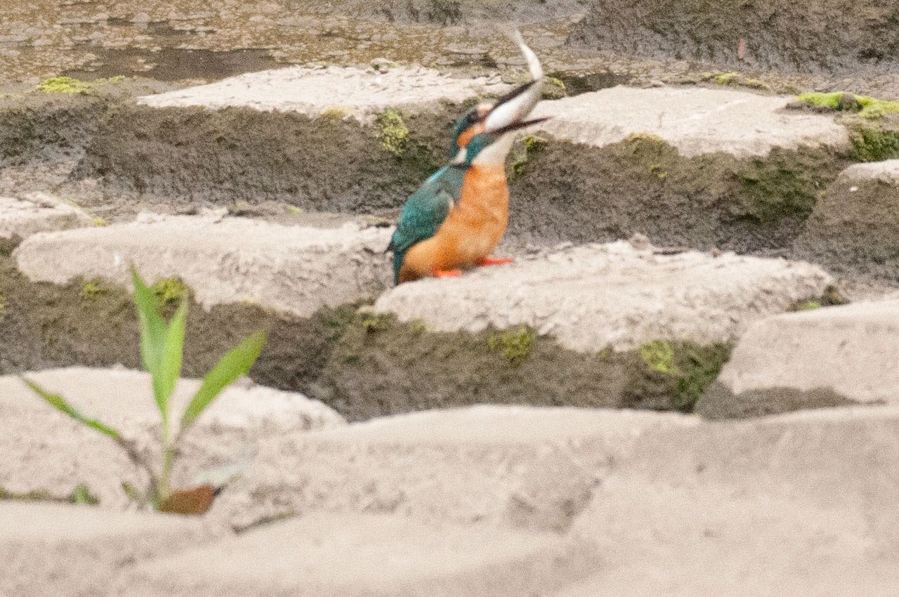 Photo of Common Kingfisher at 神奈川県 綾瀬市 by komezou