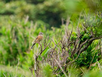 Meadow Bunting 城ヶ島公園 Thu, 6/4/2020