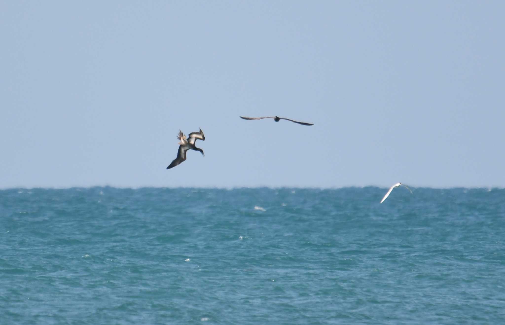 Brown Booby