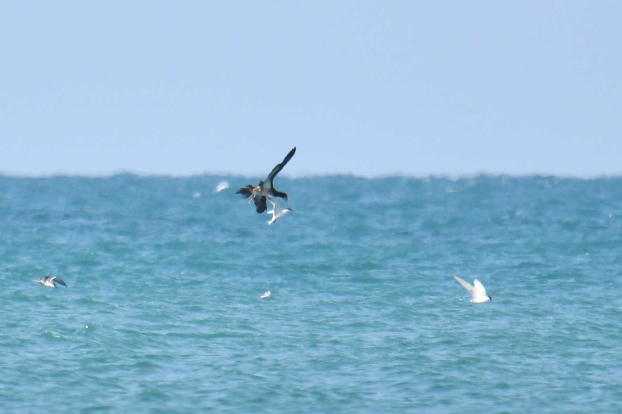 Brown Booby