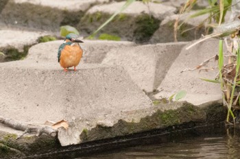 カワセミ 神奈川県 綾瀬市 2016年4月27日(水)