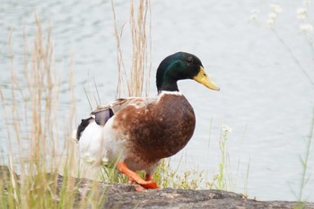 マガモ 昆陽池公園 2020年6月14日(日)